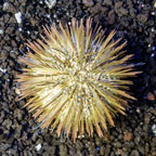 Pincushion Urchin (click for more detail)