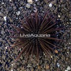 Rock Boring Urchin (click for more detail)