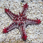 Red Knob Sea Star (click for more detail)