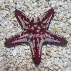 Red Knob Sea Star  (click for more detail)