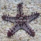 Red Knob Sea Star (click for more detail)