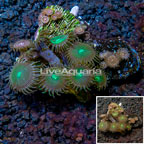 Zoanthus Coral Vietnam (click for more detail)