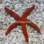 Orange Sea Star (click for more detail)