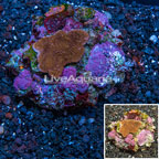 Montipora Coral Indonesia (click for more detail)