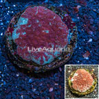 Dipsastrea Brain Coral Indonesia (click for more detail)