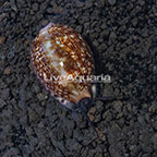 Cowrie Tiger Snail (click for more detail)