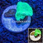 LiveAquaria® Cultured Cabbage Leather Coral (click for more detail)