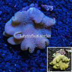 Toadstool Mushroom Leather Coral Tonga (click for more detail)
