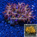 Birdsnest Coral Indonesia (click for more detail)