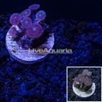 LiveAquaria® Zoanthus Polyps  (click for more detail)