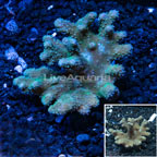 Green Devil's Hand Leather Coral Indonesia (click for more detail)