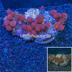 Red People Eater Zoanthus Indonesia (click for more detail)