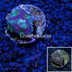 LiveAquaria® Cultured Acan Echinata Coral (click for more detail)