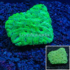 Australia Dipsastraea Brain Coral (click for more detail)