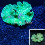 Vietnam Green Cabbage Leather Coral  (click for more detail)