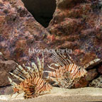 Volitan Lionfish, Pair (click for more detail)