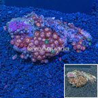 Colony Polyp Rock Zoanthus Vietnam (click for more detail)