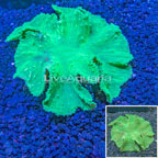 Green Cabbage Leather Coral Vietnam (click for more detail)
