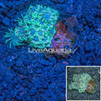 Goniopora Coral Vietnam (click for more detail)
