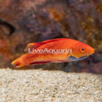 Blue Throat Fairy Wrasse (click for more detail)