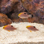 Talbot's Damselfish, Trio (click for more detail)