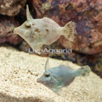 Bristletail Filefish Pair (click for more detail)