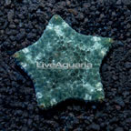 Pillow Sea Star (click for more detail)