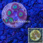 LiveAquaria® Colony Polyp Zoanthus (click for more detail)