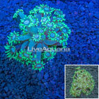 Flowerpot Coral Vietnam (click for more detail)