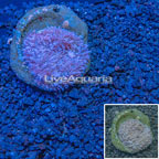 Lavender Mushroom Indonesia (click for more detail)