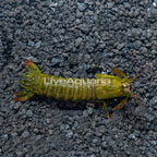 Green Mantis Shrimp (click for more detail)