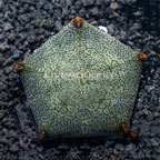 Pillow Sea Star [Not Reef Safe] (click for more detail)
