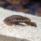 Caribbean Black Clingfish  (click for more detail)