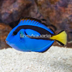 Blue Tang [BLEMISH] (click for more detail)