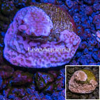 LiveAquaria® Cultured Montipora Coral  (click for more detail)