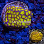 LiveAquaria® Cultured Orange Leptastrea Coral (click for more detail)