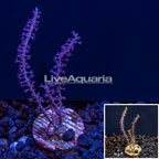 LiveAquaria® Purple Gorgonia Coral (click for more detail)