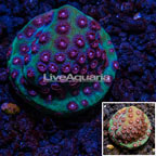 LiveAquaria® Cultured Green and Red Cyphastrea Coral (click for more detail)