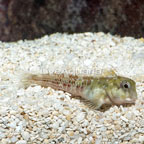 Molly Miller Blenny (click for more detail)