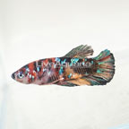 Galaxy Koi Plakat Betta, Male (click for more detail)