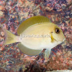 Epaulette Surgeonfish (click for more detail)