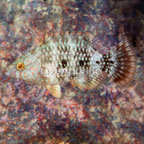 Tripletail Wrasse (click for more detail)