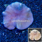 Toadstool Leather Mushroom Coral Vietnam (click for more detail)