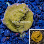 LiveAquaria® Cultured Orange Psammacora Coral (click for more detail)