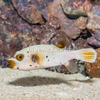Dogface Puffer (click for more detail)