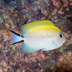 Spotbreast Angelfish (click for more detail)