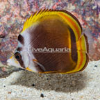 Dusky Butterflyfish (click for more detail)