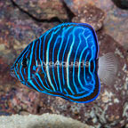 Blue Ring Angelfish, Juvenile (click for more detail)