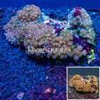 Zoanthus Coral Indonesia (click for more detail)