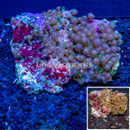 Zoanthus Coral Indonesia (click for more detail)